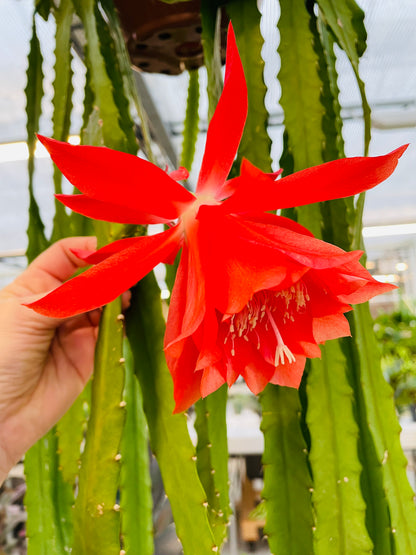 Bilde av Epiphyllum ‘Cristo Almeria’ stikling-Spanne Plantesalg