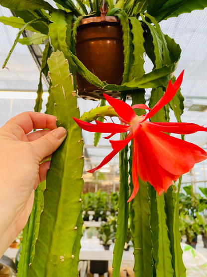 Bilde av Epiphyllum ‘Cristo Almeria’ stikling-Spanne Plantesalg