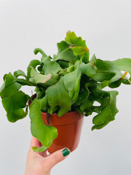 Bilde av Epiphyllum guatemalense monstrose-Spanne Plantesalg