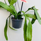 Bilde av Epiphyllum ‘Orchid Cactus’ ampel-Spanne Plantesalg