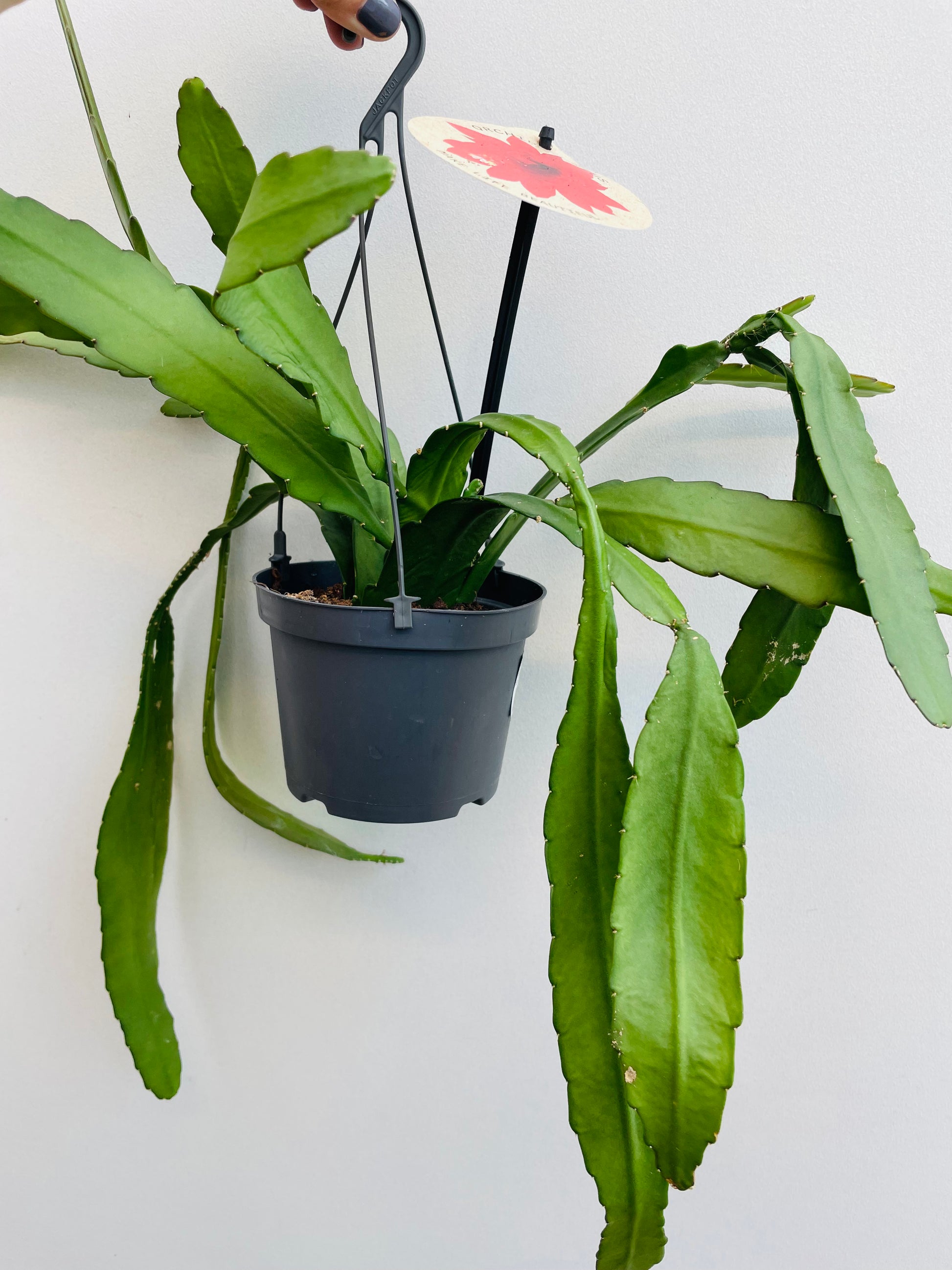 Bilde av Epiphyllum ‘Orchid Cactus’ ampel-Spanne Plantesalg