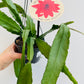 Bilde av Epiphyllum ‘Orchid Cactus’ ampel-Spanne Plantesalg