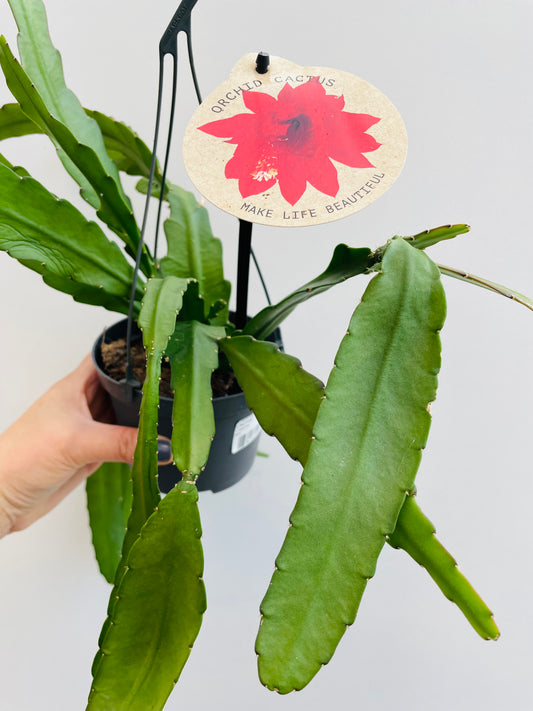 Bilde av Epiphyllum ‘Orchid Cactus’ ampel-Spanne Plantesalg