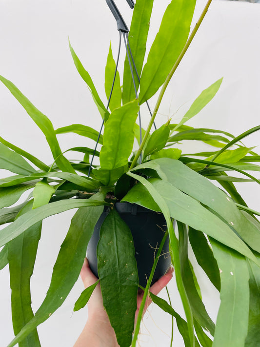 Bilde av Epiphyllum pumilum-Spanne Plantesalg