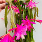 Bilde av Epiphyllum rosa-Spanne Plantesalg
