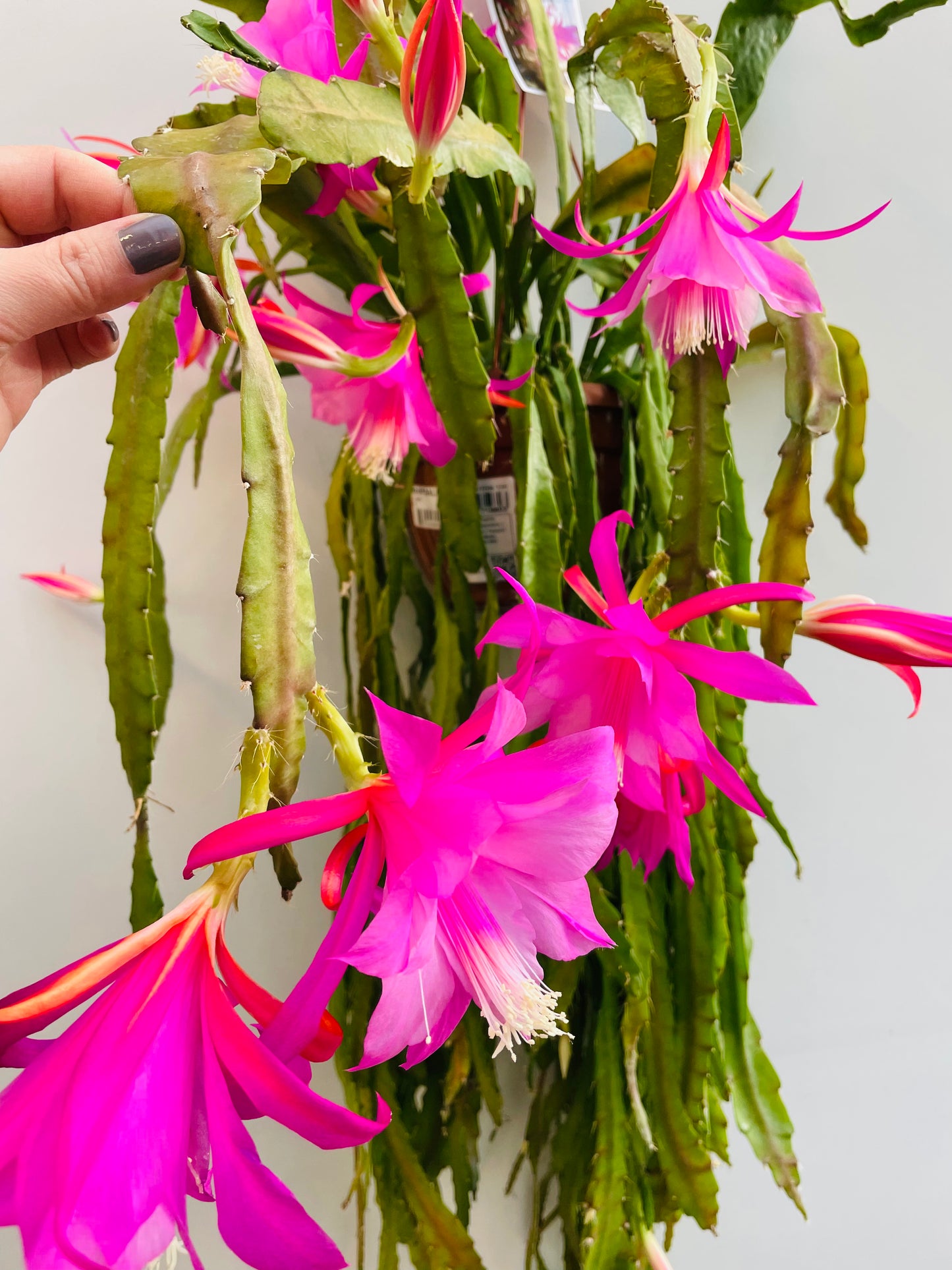 Bilde av Epiphyllum rosa-Spanne Plantesalg