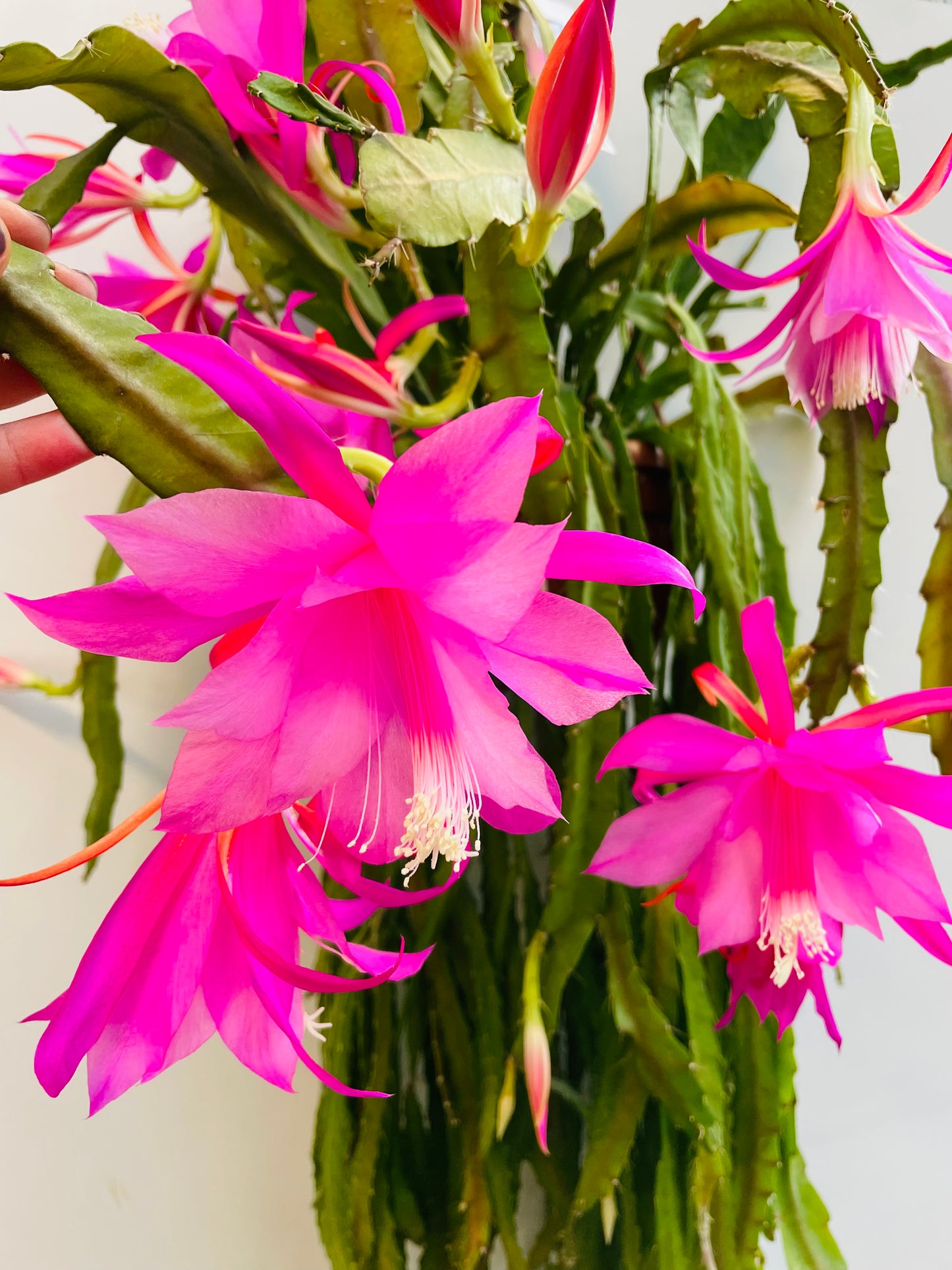 Bilde av Epiphyllum rosa-Spanne Plantesalg