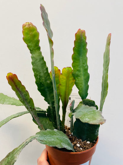 Bilde av Epiphyllum ‘Sarah Courant’-Spanne Plantesalg