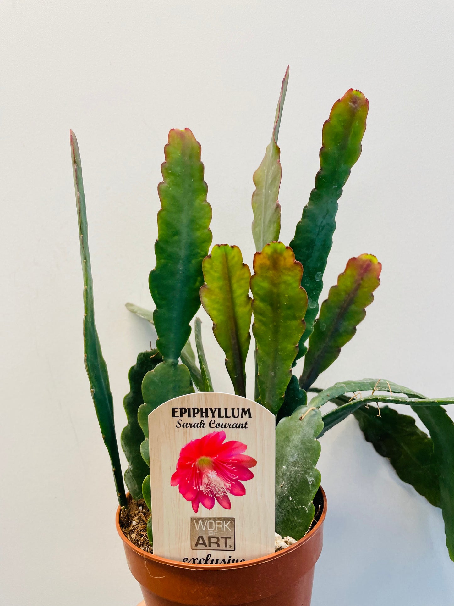 Bilde av Epiphyllum ‘Sarah Courant’-Spanne Plantesalg