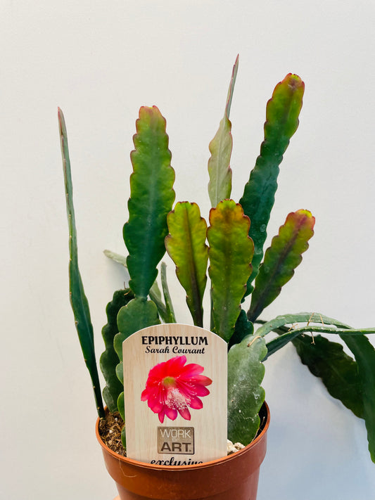 Bilde av Epiphyllum ‘Sarah Courant’-Spanne Plantesalg