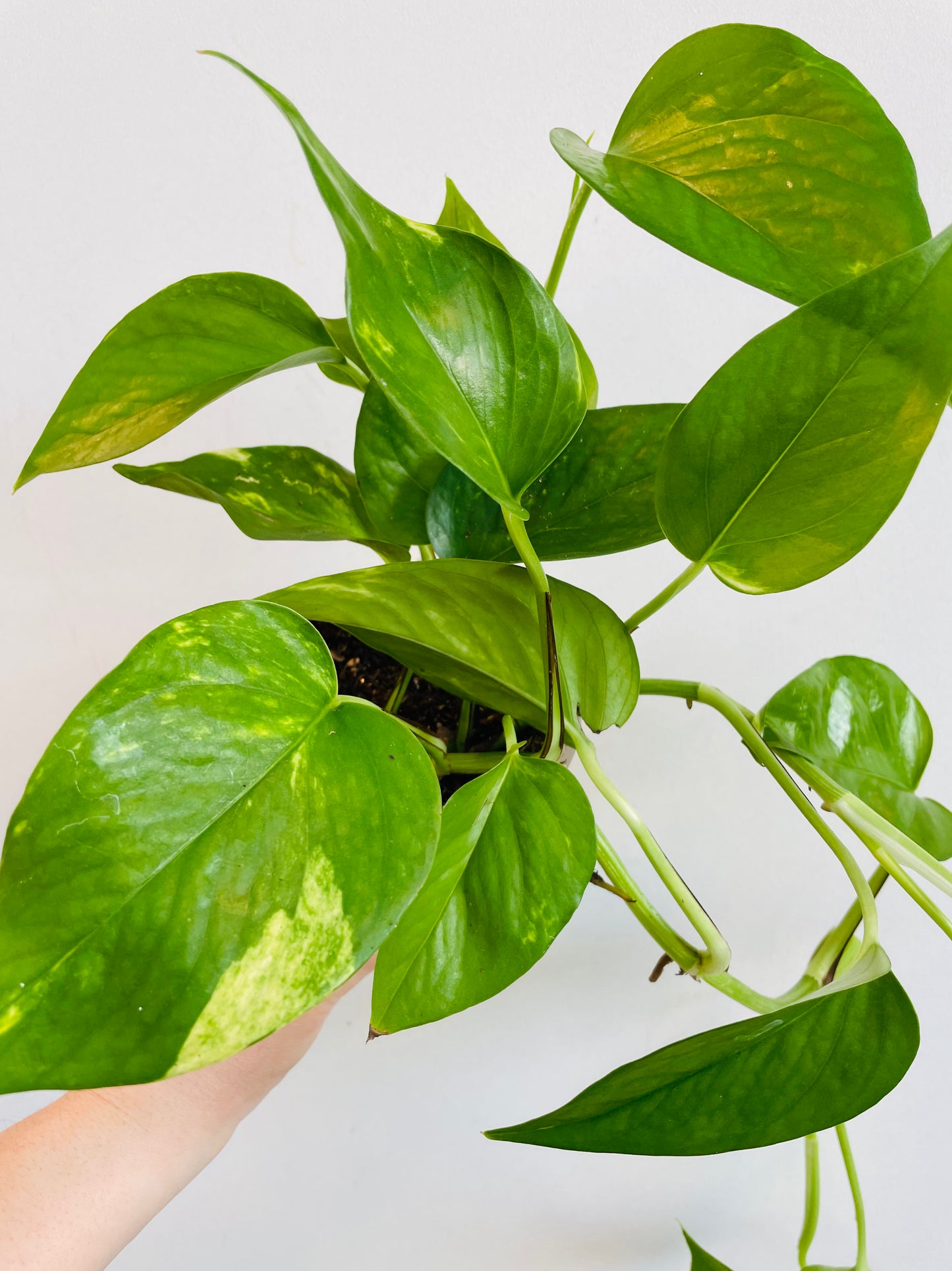 Bilde av Epipremnum aureum-Spanne Plantesalg