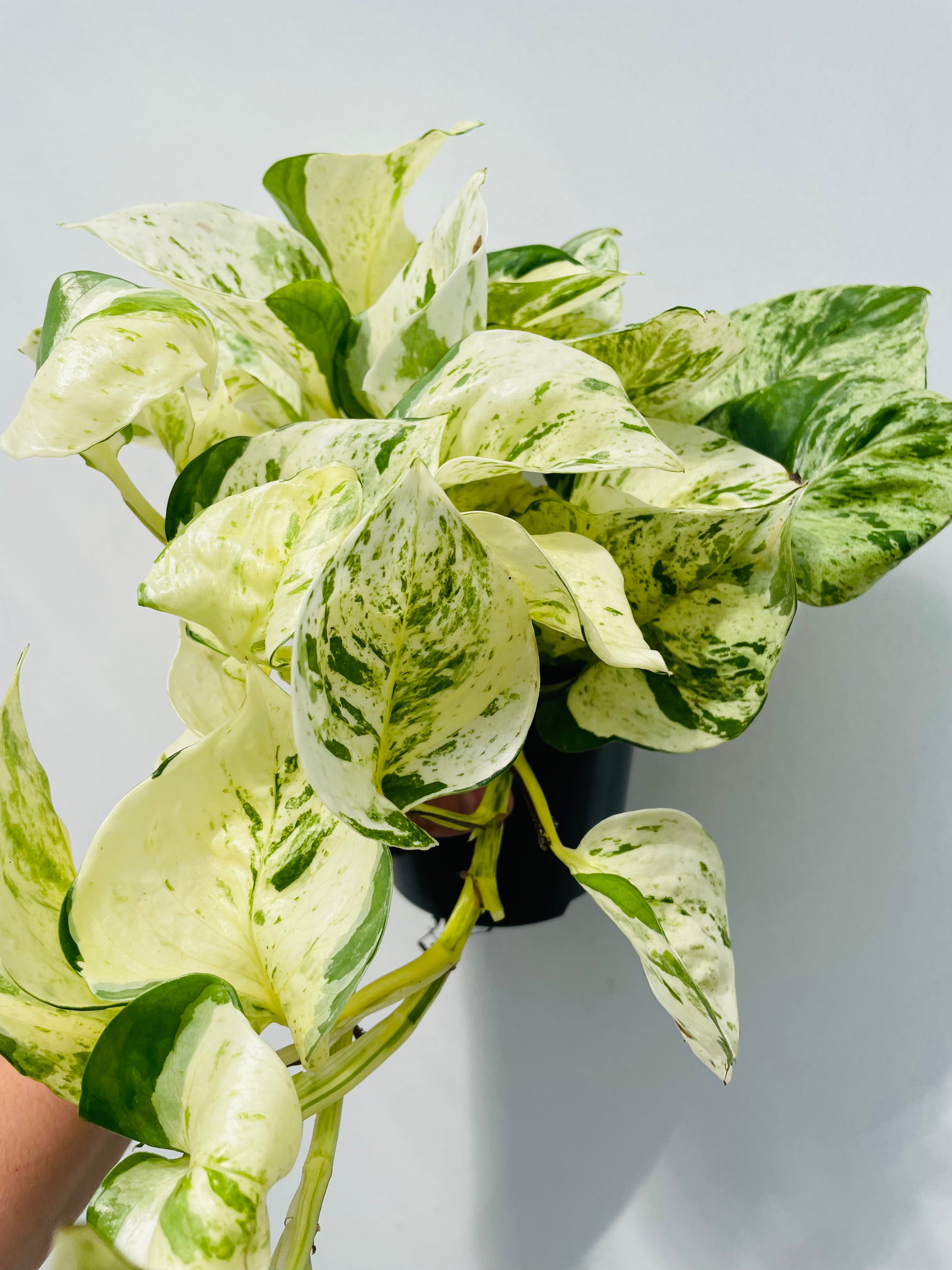 Bilde av Epipremnum ‘Happy Leaf’-Spanne Plantesalg