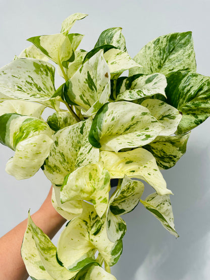 Bilde av Epipremnum ‘Happy Leaf’-Spanne Plantesalg
