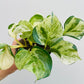 Bilde av Epipremnum ‘Manjula’-Spanne Plantesalg