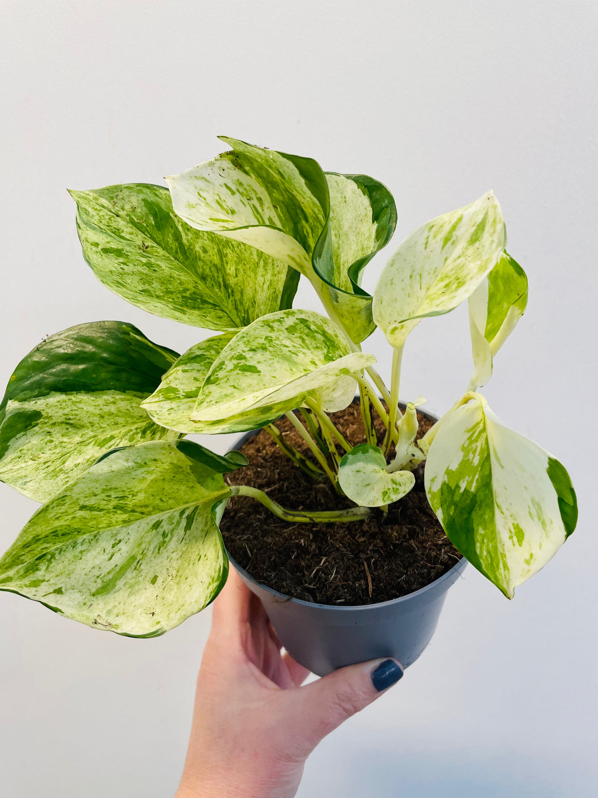 Bilde av Epipremnum ‘Manjula’-Spanne Plantesalg