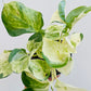 Bilde av Epipremnum ‘Manjula’-Spanne Plantesalg