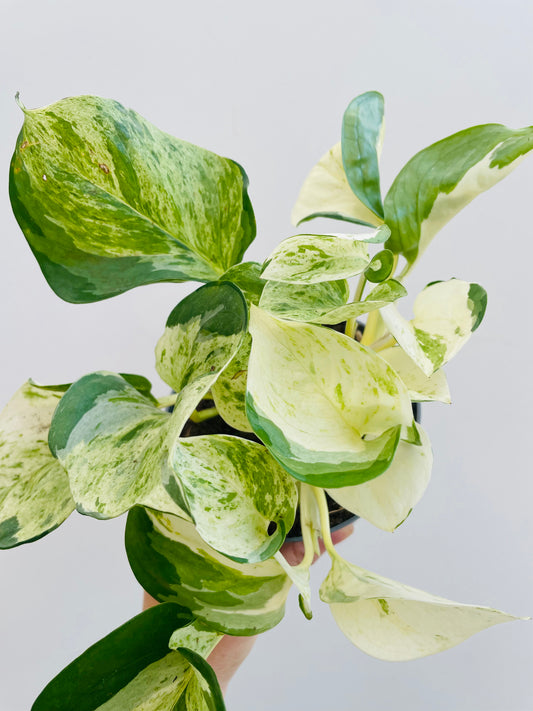 Bilde av Epipremnum ‘Manjula’-Spanne Plantesalg