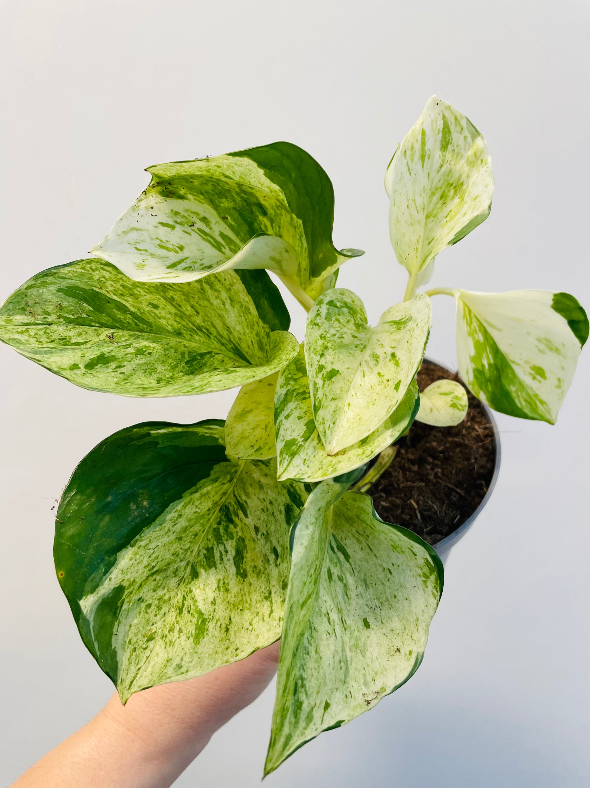 Bilde av Epipremnum ‘Manjula’-Spanne Plantesalg