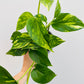 Bilde av Epipremnum pinnatum-Spanne Plantesalg