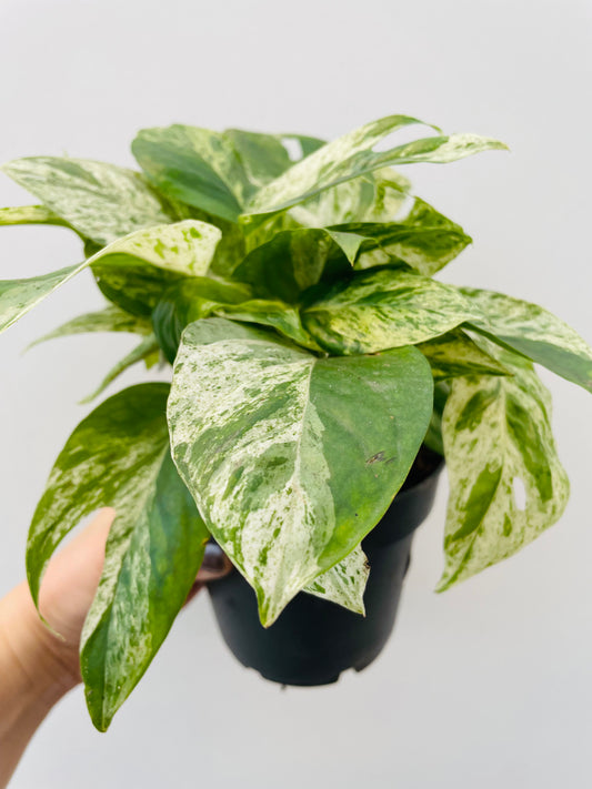 Bilde av Epipremnum pinnatum ‘Marble King’-Spanne Plantesalg