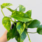 Bilde av Epipremnum pinnatum-Spanne Plantesalg