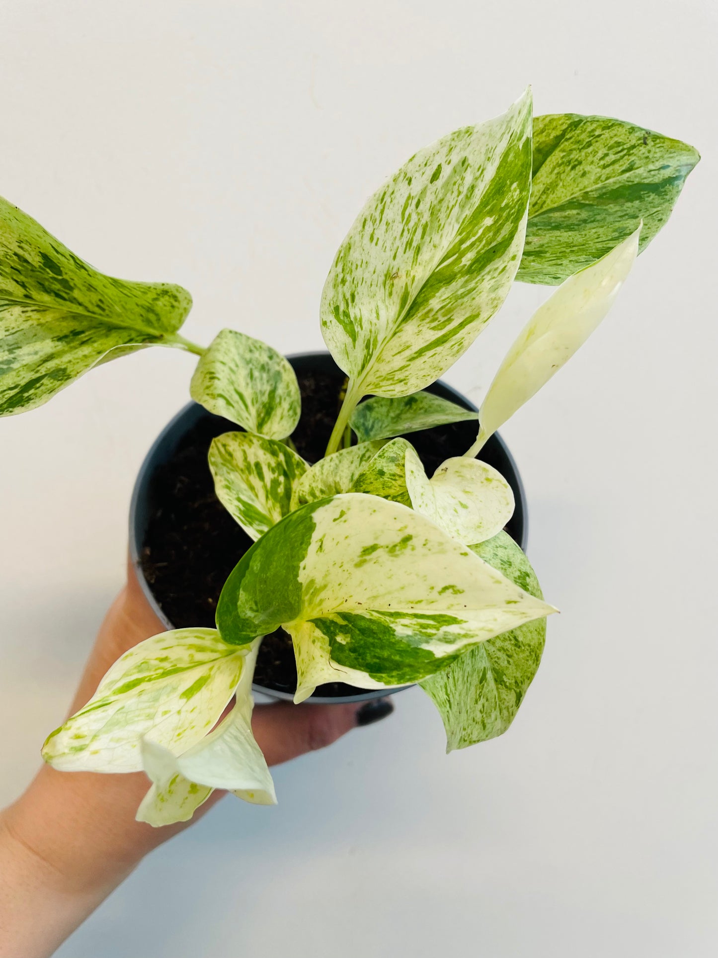 Bilde av Epipremnum ‘Snow Leopard’-Spanne Plantesalg