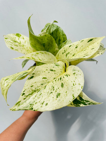 Bilde av Epipremnum 'Snow Leopard'-Spanne Plantesalg