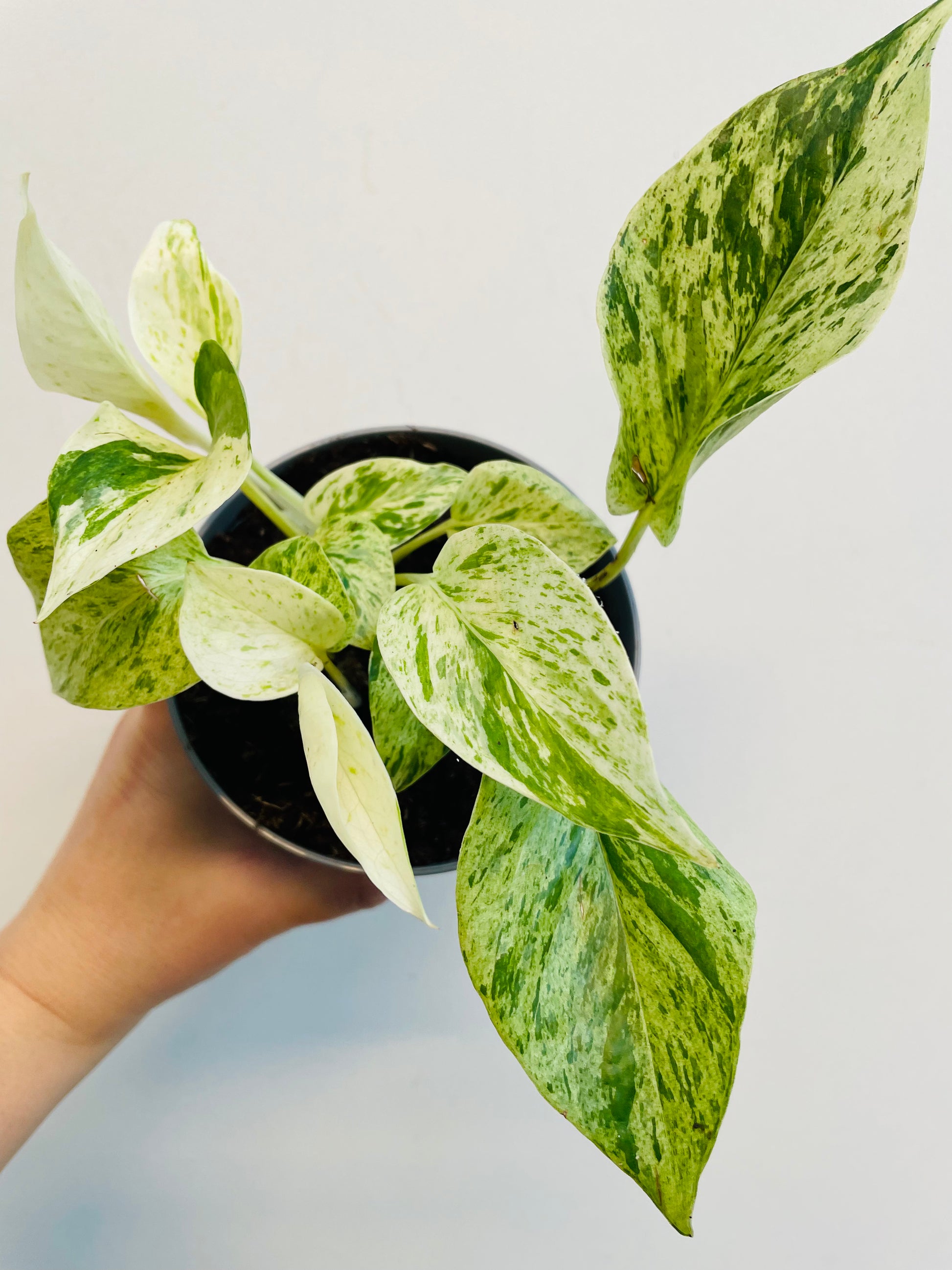 Bilde av Epipremnum ‘Snow Leopard’-Spanne Plantesalg