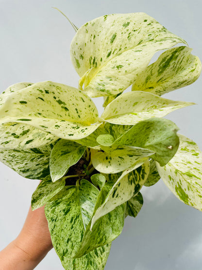 Bilde av Epipremnum 'Snow Leopard'-Spanne Plantesalg