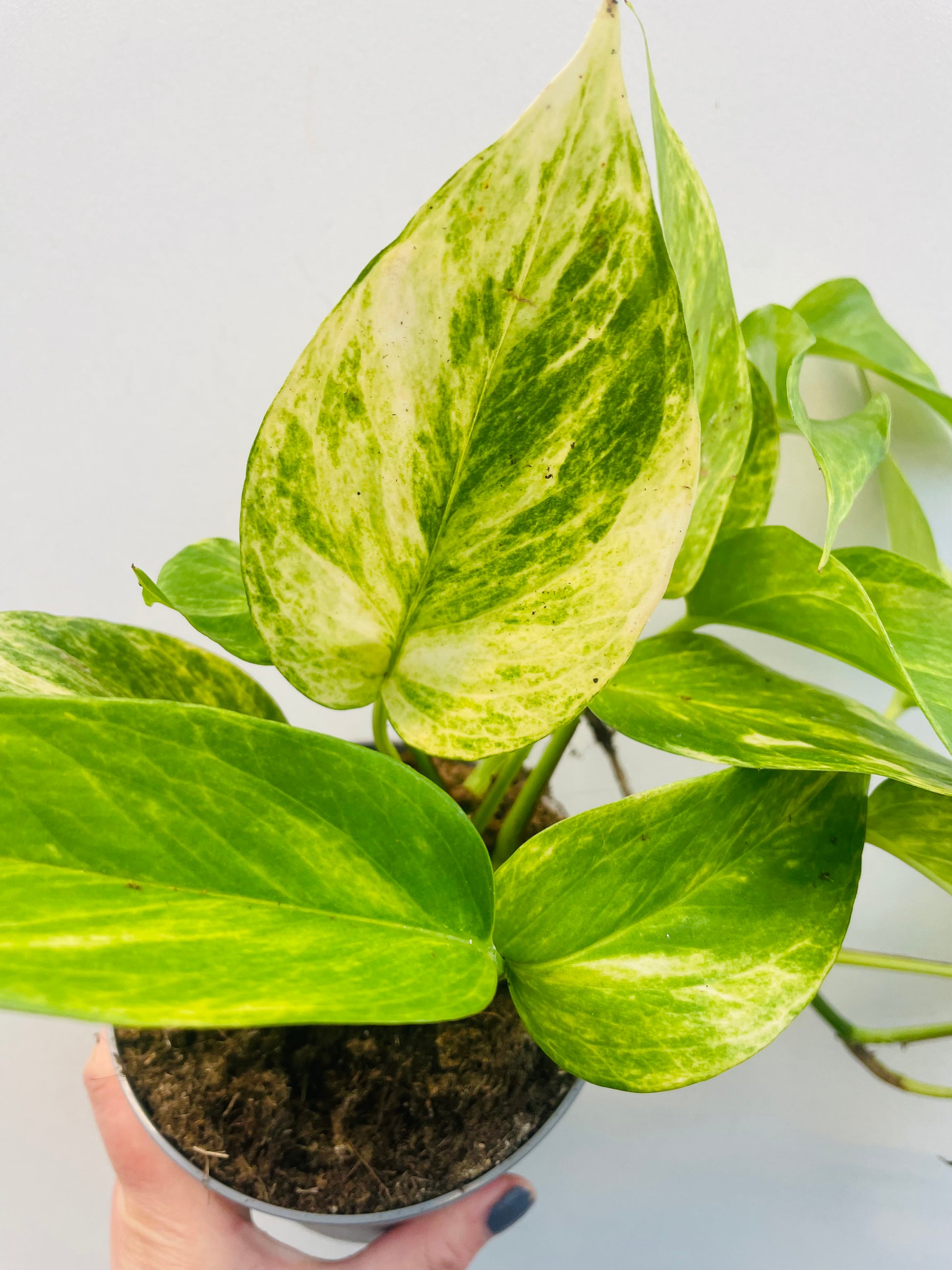 Bilde av Epipremnun ‘Neon Queen’-Spanne Plantesalg