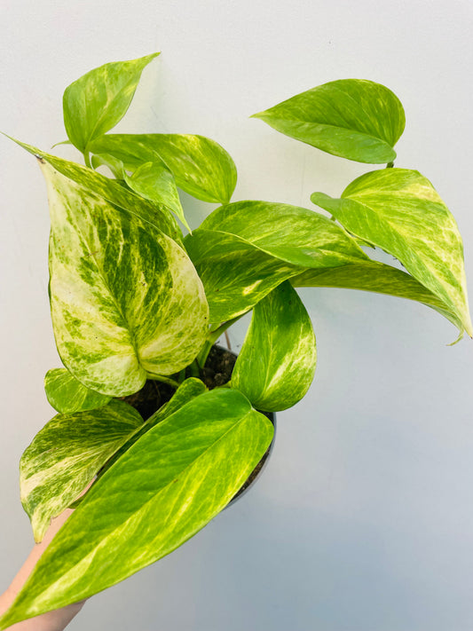 Bilde av Epipremnun ‘Neon Queen’-Spanne Plantesalg