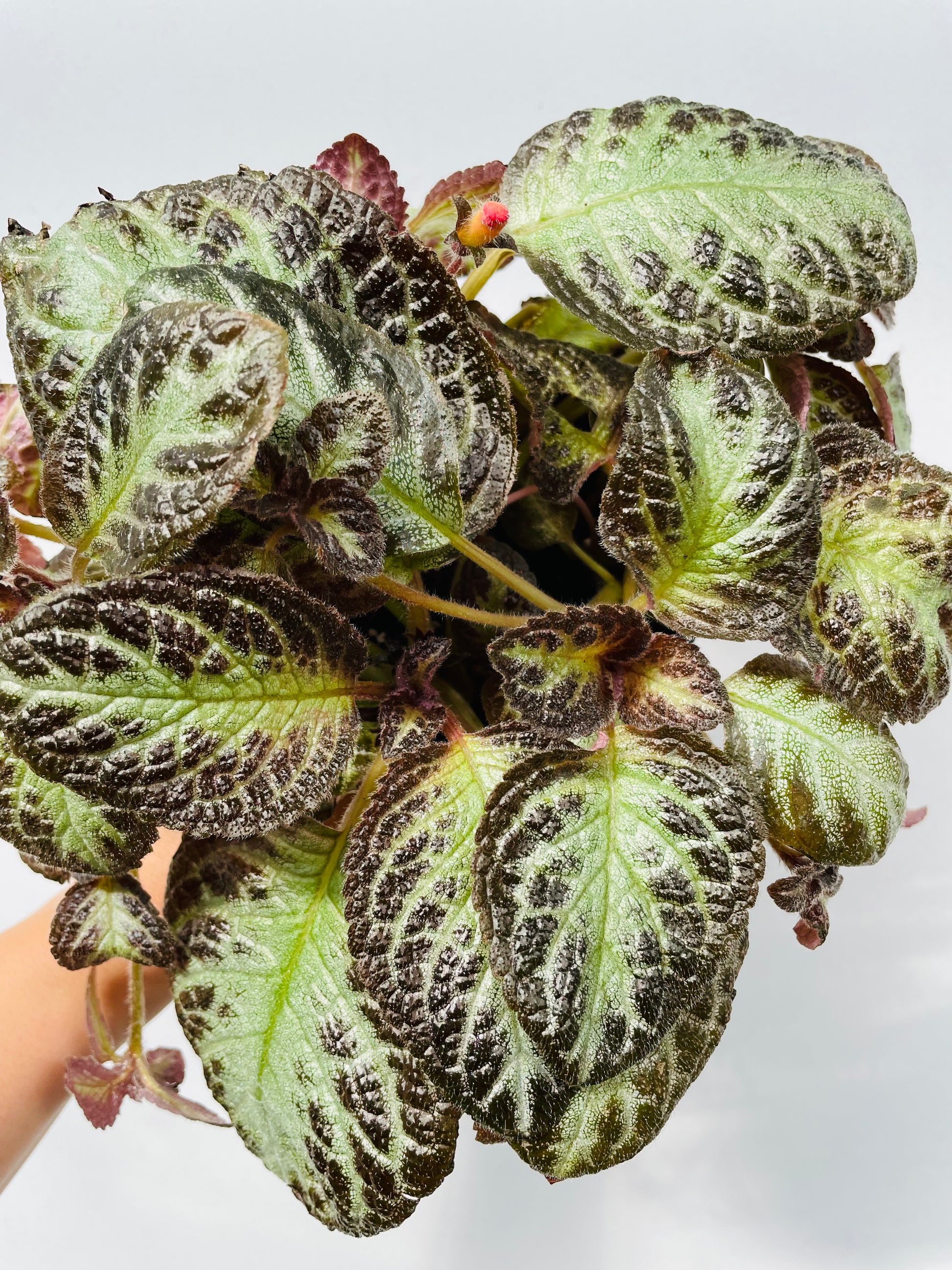 Bilde av Episcia cupreata ‘Shimmer’-Spanne Plantesalg
