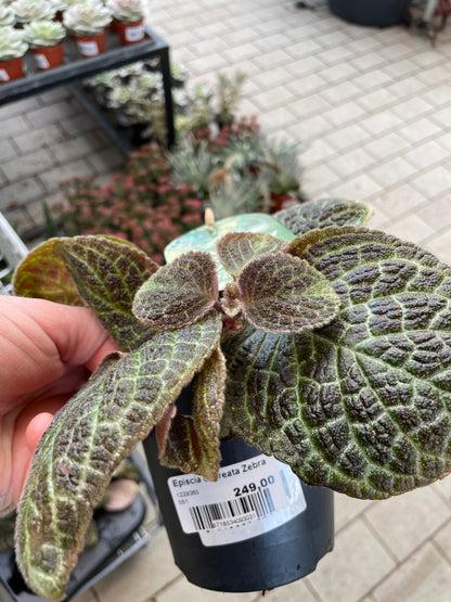 Episcia cupreata Shimmer