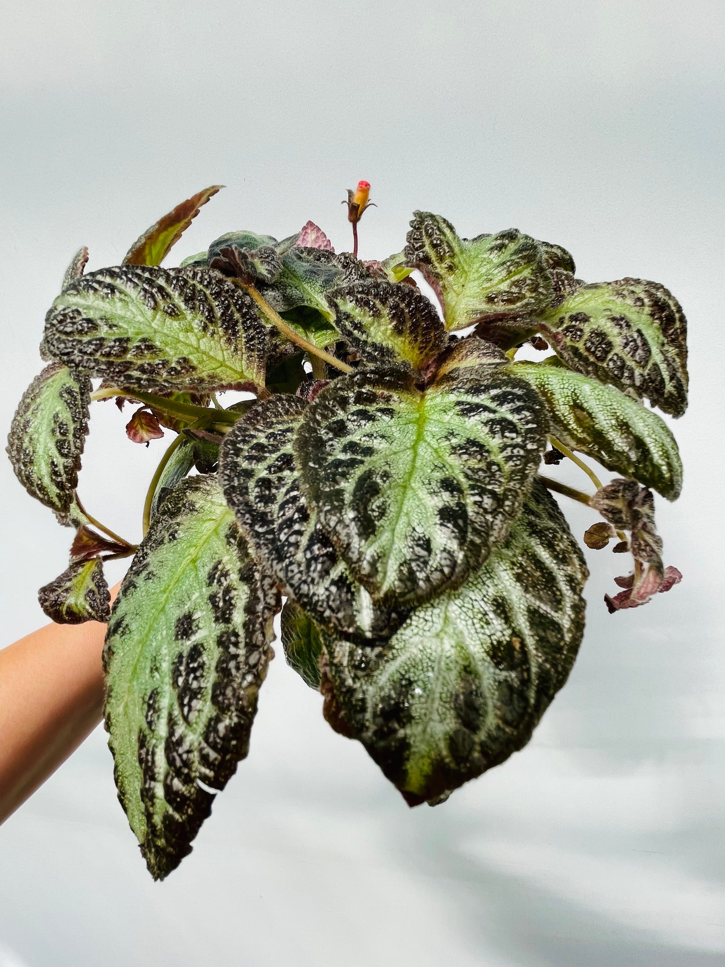 Bilde av Episcia cupreata ‘Shimmer’-Spanne Plantesalg