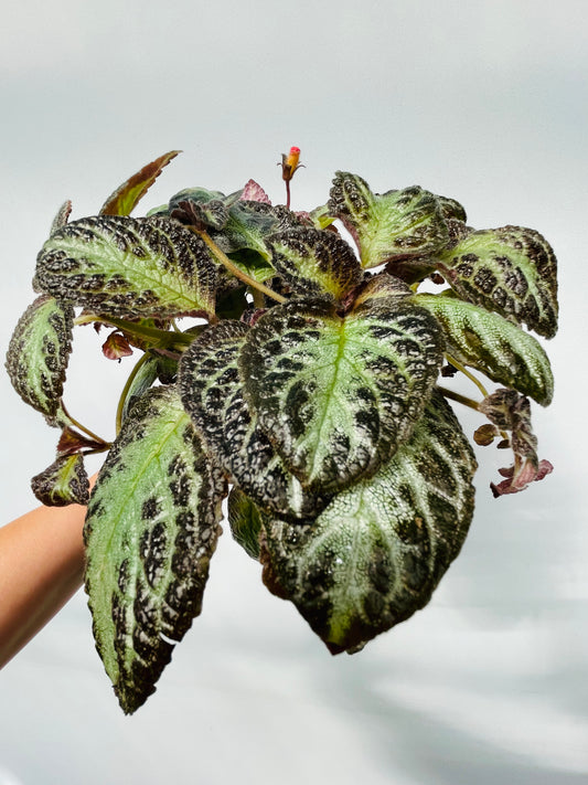 Bilde av Episcia cupreata ‘Shimmer’-Spanne Plantesalg