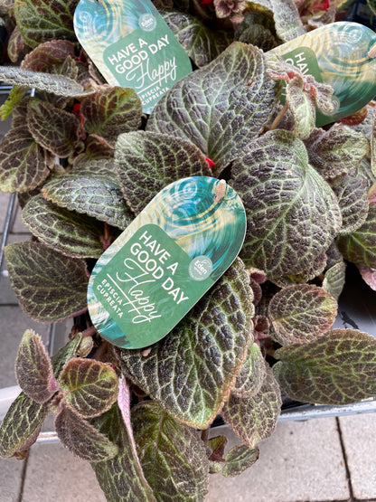 Episcia cupreata Shimmer