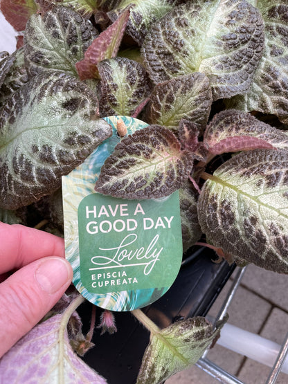 Episcia cupreata Zebra