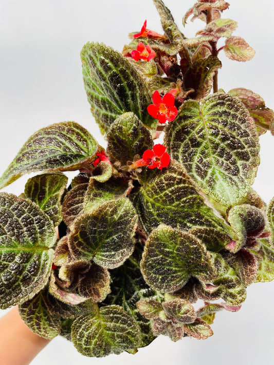 Bilde av Episcia cupreata ‘Zebra’-Spanne Plantesalg