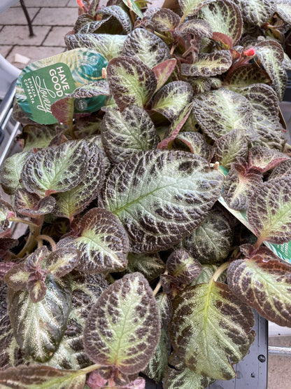 Episcia cupreata Zebra