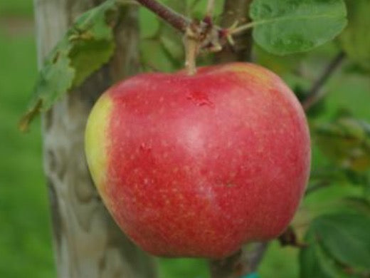 Bilde av Eple Collina-Spanne Plantesalg