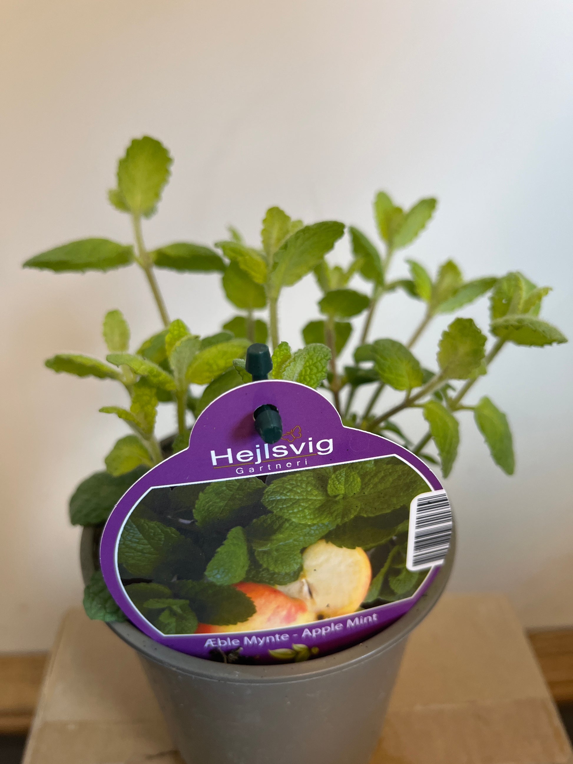 Bilde av EPLE MYNTE-Spanne Plantesalg