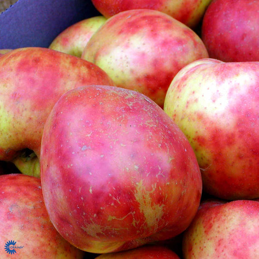 Bilde av Eple Rød Gravenstein-Spanne Plantesalg