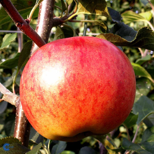 Bilde av Eple Rubinola-Spanne Plantesalg