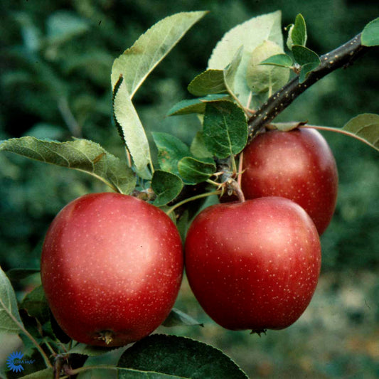 Bilde av Eple Summerred-Spanne Plantesalg