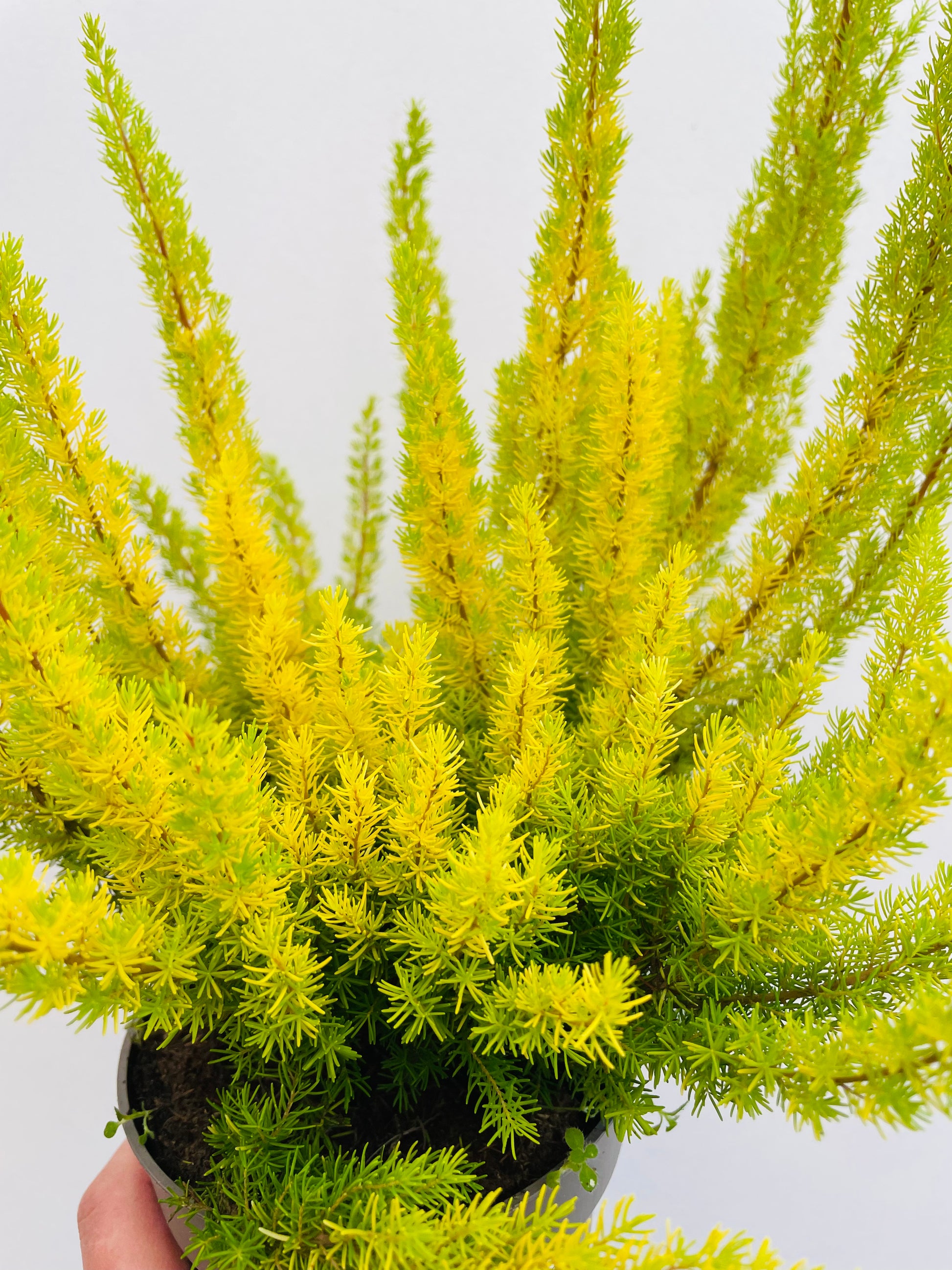 Bilde av Erica arborea Albert's Gold-Spanne Plantesalg