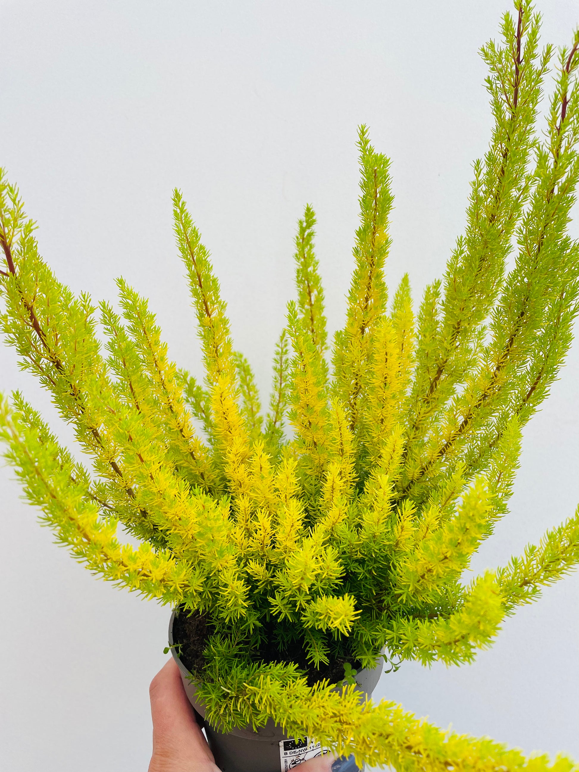 Bilde av Erica arborea Albert's Gold-Spanne Plantesalg