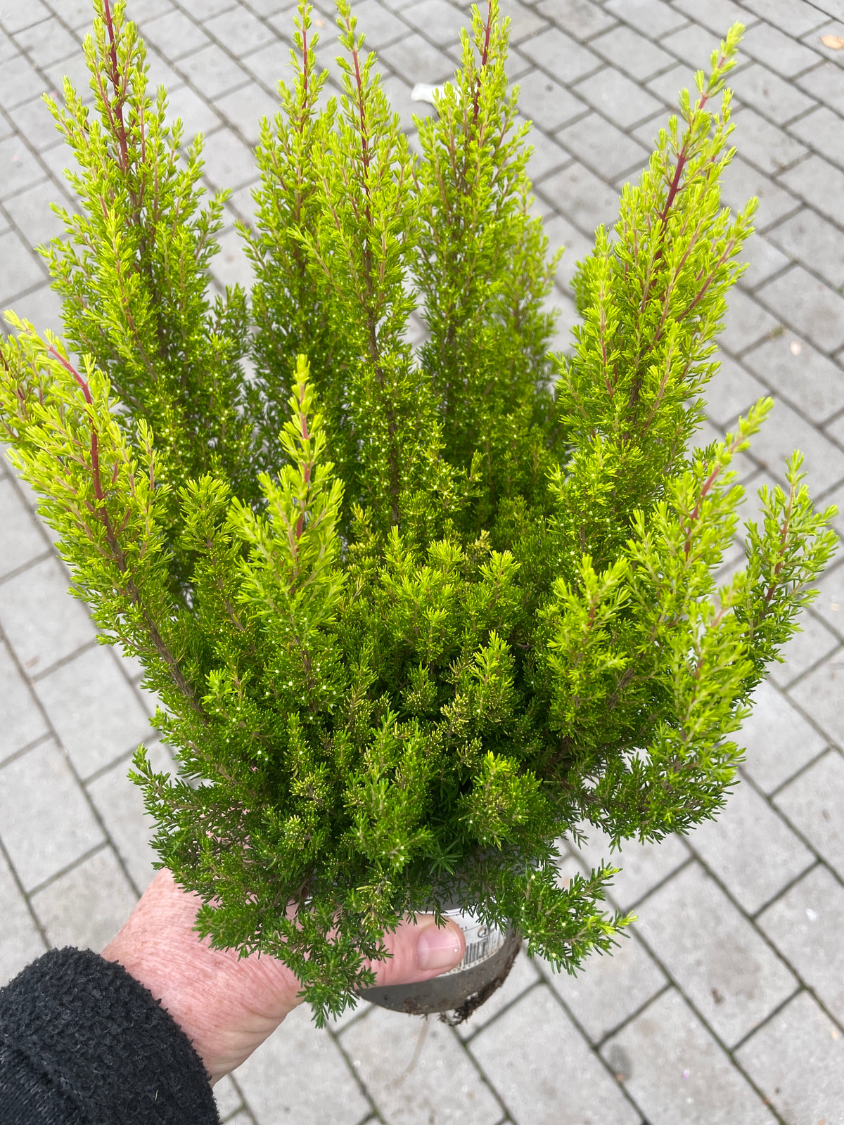 Bilde av Erica arborea Estrella Gold-Spanne Plantesalg