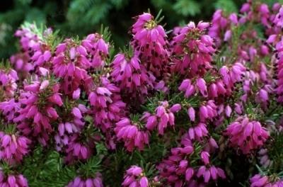 Bilde av ERICA CARNEA 'CORNELIA'-Spanne Plantesalg