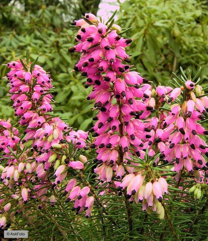 Bilde av ERICA CARNEA 'EVA'-Spanne Plantesalg