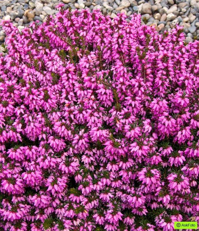 Bilde av ERICA CARNEA 'ROSALIE'-Spanne Plantesalg